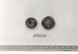 Click for 1 image(s) for this accession. FRUIT